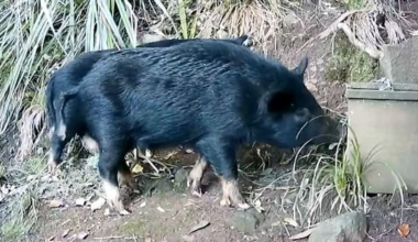 'Pigs out, people in' - feral animals ripping up native bush in Auckland ranges