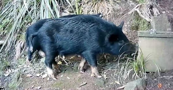 'Pigs out, people in' - feral animals ripping up native bush in Auckland ranges