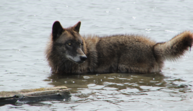 A trail camera in British Columbia recorded a wild wolf swimming out to a buoy and hauling a fully submerged crab trap up the beach by its rope, then working the bait cup open — three minutes of footage no wild canid had ever been filmed doing