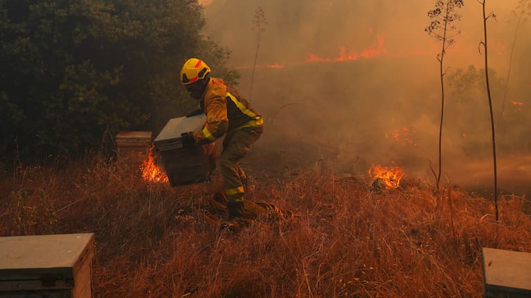 A firefighter saving beehives from a wildfire in Spain