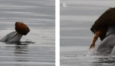 Dolphins on opposite sides of Australia, thousands of kilometres apart, appear to have independently learned to chase fish into empty seashells and tip the trapped meal into their mouths — two populations, one remarkably similar invention.