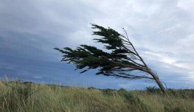 Strong winds to batter South at the weekend