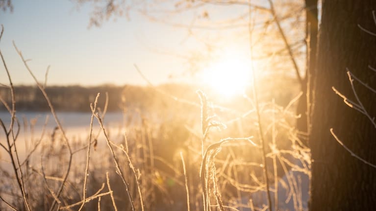 Winter landscape. Dry grass in frost in the morning sun.