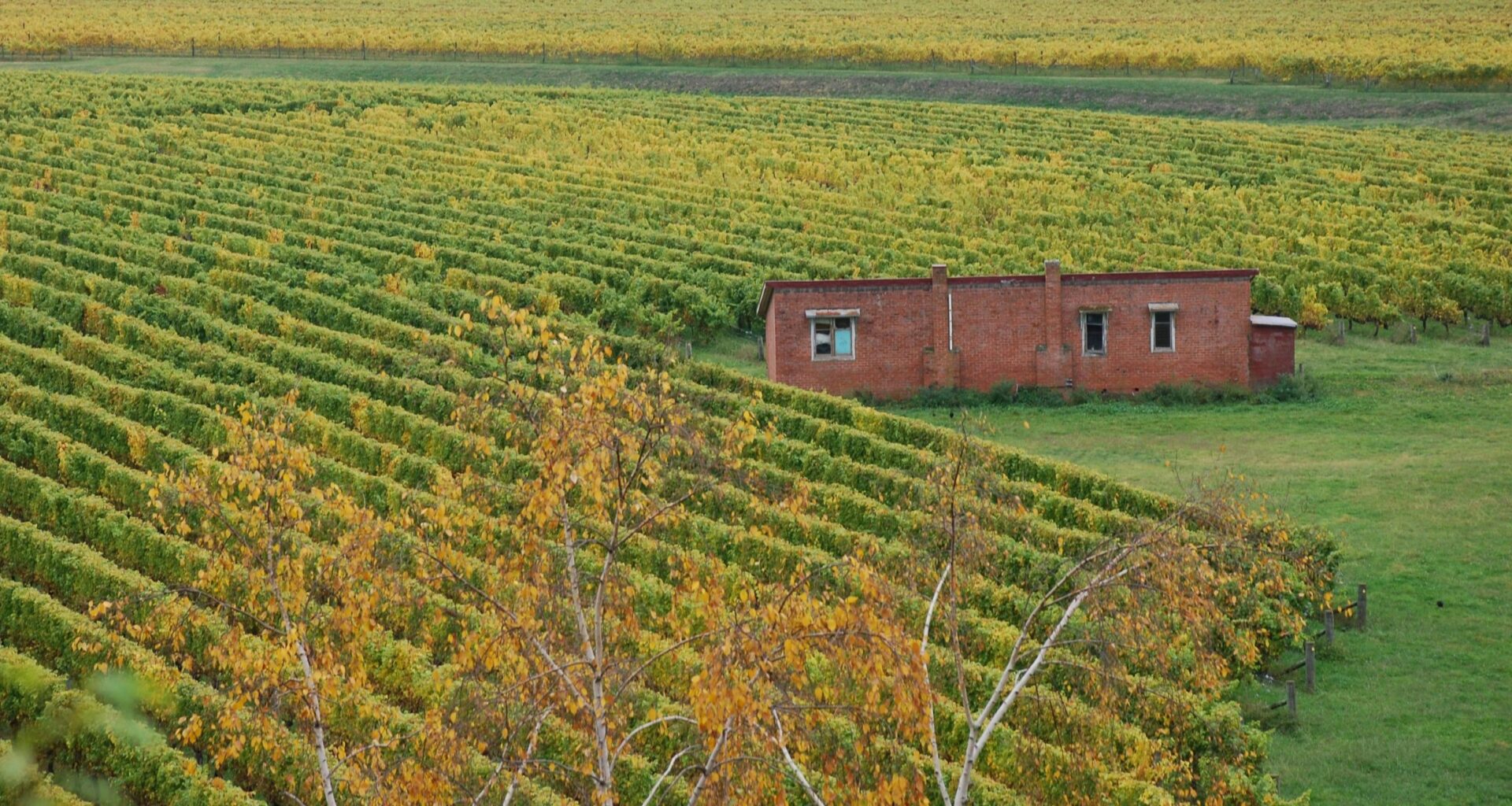 New Zealand’s Organic Wine Week previews programme