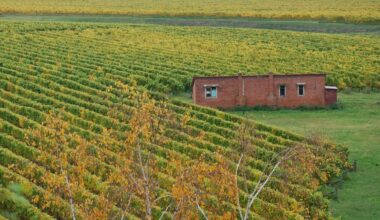 New Zealand’s Organic Wine Week previews programme