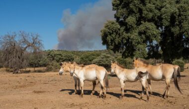No species left behind: how Spain saved its animals from wildfire