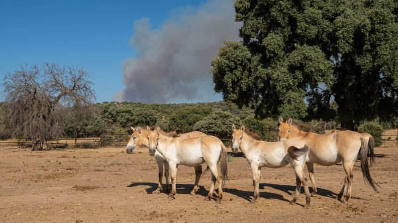 No species left behind: how Spain saved its animals from wildfire
