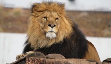 Whole prey feeding helps zoo lions follow their natural rhythms