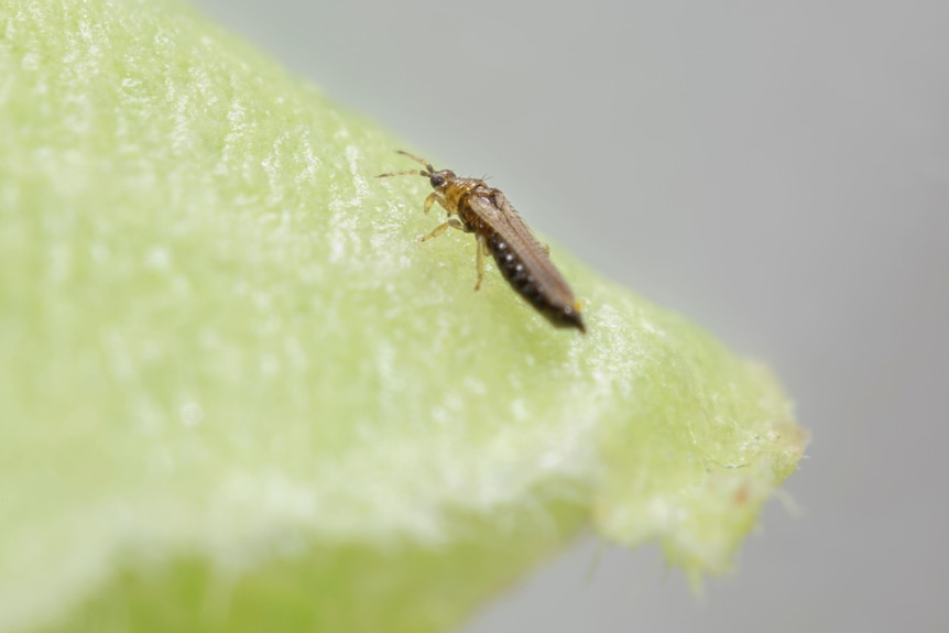 A close-up of one of the tiny, long, brown insects on a plant.
