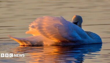 A swan has it's beak tucked behind a wing. It is bathed in the last rays of light at sunset which are reflected on the ripples of water around it too.