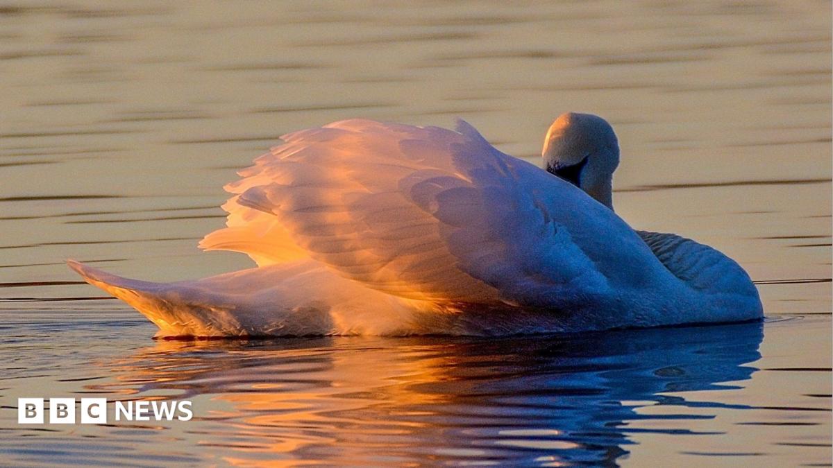 A swan has it's beak tucked behind a wing. It is bathed in the last rays of light at sunset which are reflected on the ripples of water around it too.