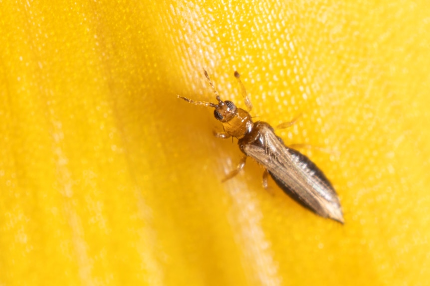 A tiny long-bodied brown insect on an orange marigold petal.