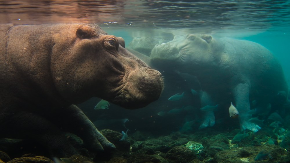 Nat Geo Kicks Off New Doc Franchise with 'Africa Earth's Wild Home'