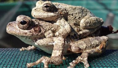 Frogs Make Poor Mating Choices When Overwhelmed