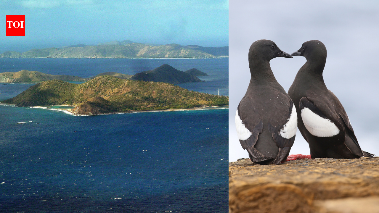 For more than four decades, George Divoky has worked from Cooper Island’s lone cabin; by 1989, the black guillemot colony he tracked had reached 200 breeding pairs