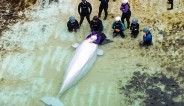 'I tried to say goodbye and tried to tell him I love him': Canada's last captive whales leave Marineland