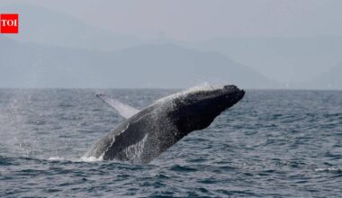 Once hunted to near extinction, Brazil’s humpback whales make a stunning comeback, population surges from just 2,000 to nearly 35,000 in two decades
