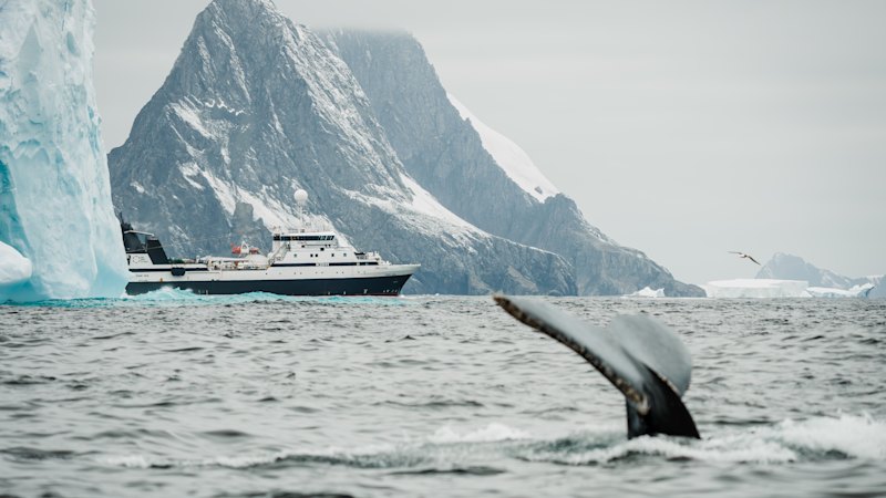 Krill supplements: Why Coles and Woolworths stopped sales amid international pressure to protect penguins and whales