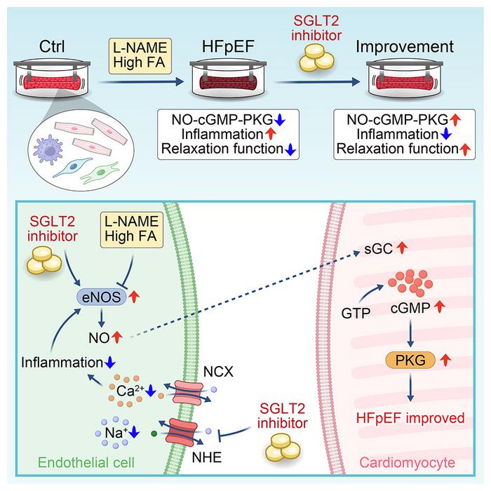 How SGLT2i improves relaxation function in HFpEF