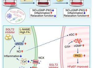 Japanese scientists develop heart-in-a-dish model of heart relaxation failure