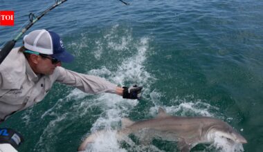 Jaws’ territory is now a great white nursery: 18 young sharks found off New York’s Hamptons as scientists investigate why they keep returning