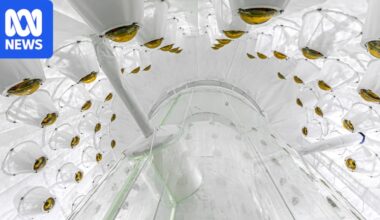 'Exciting hint' of dark matter spotted by LUX-ZEPLIN detector, physicists report