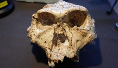 Paranthropus Skull