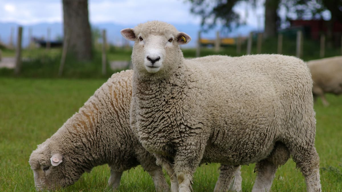 Pastures Past: What an Australian farmer thought of NZ sheep in 1938