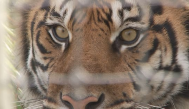 Orana Wildlife Park in 'financial crisis' as the money runs out