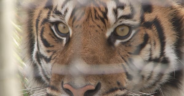 Orana Wildlife Park in 'financial crisis' as the money runs out