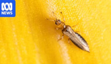 New pest insect attacks berry crops after breaching Australian biosecurity
