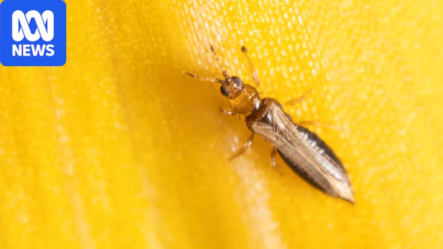 New pest insect attacks berry crops after breaching Australian biosecurity