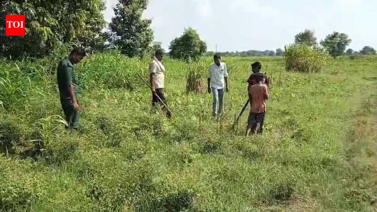 Two deer found dead in West Champaran, leopard suspected | Patna News