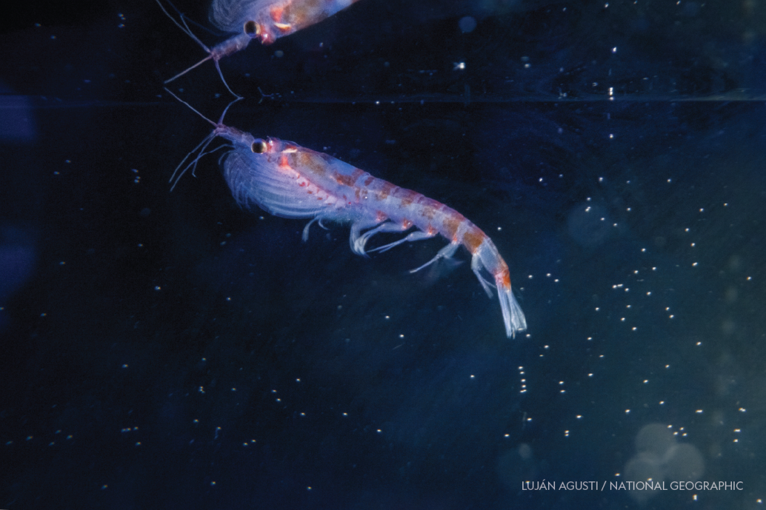 Antarctic krill, a shrimp-like crustacean, were found at a hydrothermal vent off the Antarctic Peninsula during the National Geographic and Rolex Perpetual Planet Southern Ocean Expedition in collaboration with the Schmidt Ocean Institute.