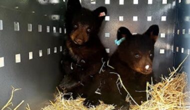 B.C. wildlife rescue says the province is blocking it from saving animals in Prince George region