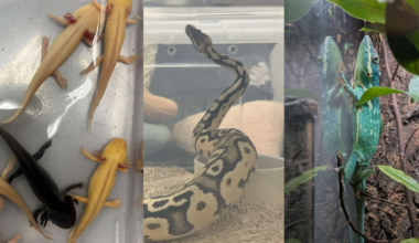 NParks seizes 101 illegally kept wild animals in islandwide raid, with 13 found dead