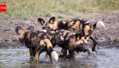 Three African wild dog brothers left their Zambian pack in 2025; eight months later, they had travelled 4,126 km, the longest recorded dispersal by an African mammal