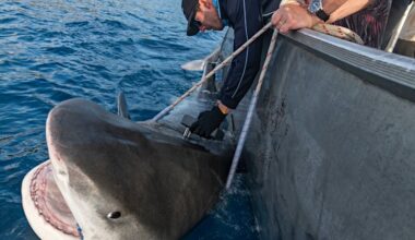 Norfolk Island tiger sharks: Why Norfolk Island has the world’s largest tiger sharks