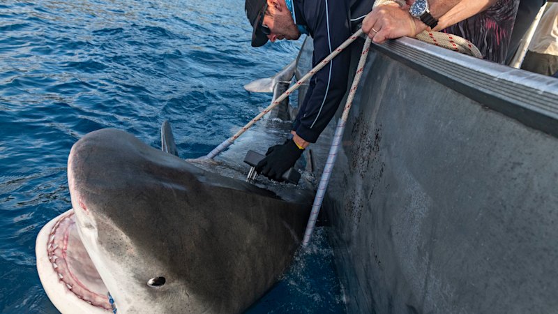 Norfolk Island tiger sharks: Why Norfolk Island has the world’s largest tiger sharks