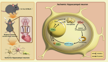 The IGF2BP3/circDock1/TCF21 axis relieves chronic cerebral ischemic injury by regulating neuronal ferroptosis