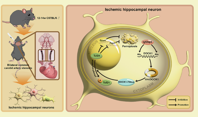 The IGF2BP3/circDock1/TCF21 axis relieves chronic cerebral ischemic injury by regulating neuronal ferroptosis