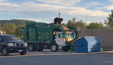 Black Bear Accidentally Dumped Into Garbage Truck in Colorado