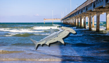 large albino hammerhead shark next to the Johnnie Mercers Fishing Pier in Wrightsville, North Carolina