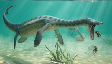 Artist’s Impression of Plesiosaurs Feeding on the Sea Floor