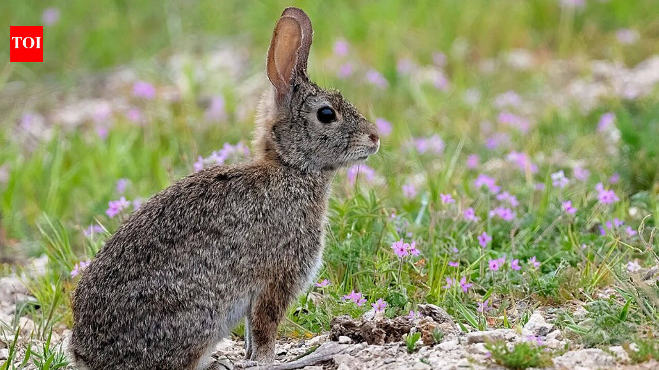 Chaaral: In 2017, Chile certified Chañaral Island free of invasive rabbits; seven years later, rare seabirds had four active natural nests there with help from audio lures | World News