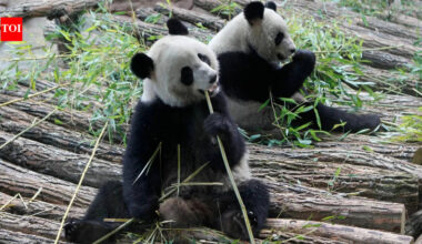 Panda-monium: When diplomacy goes to the dogs, horses, and elephants