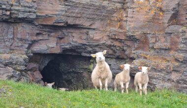 Sheep in a Field in Finnmark, Norway