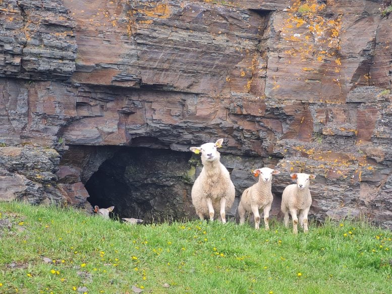 Sheep in a Field in Finnmark, Norway