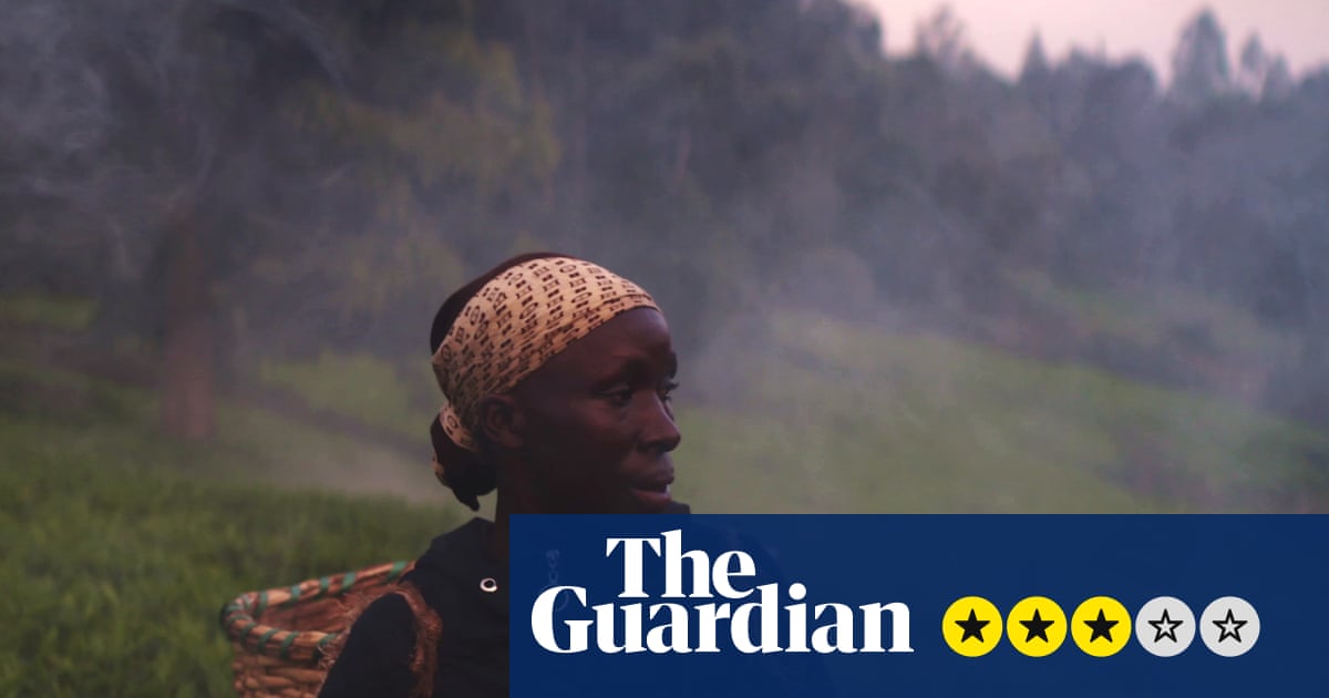 Kikuyu Land review – the colonial-era misery behind our morning cup of tea | Movies