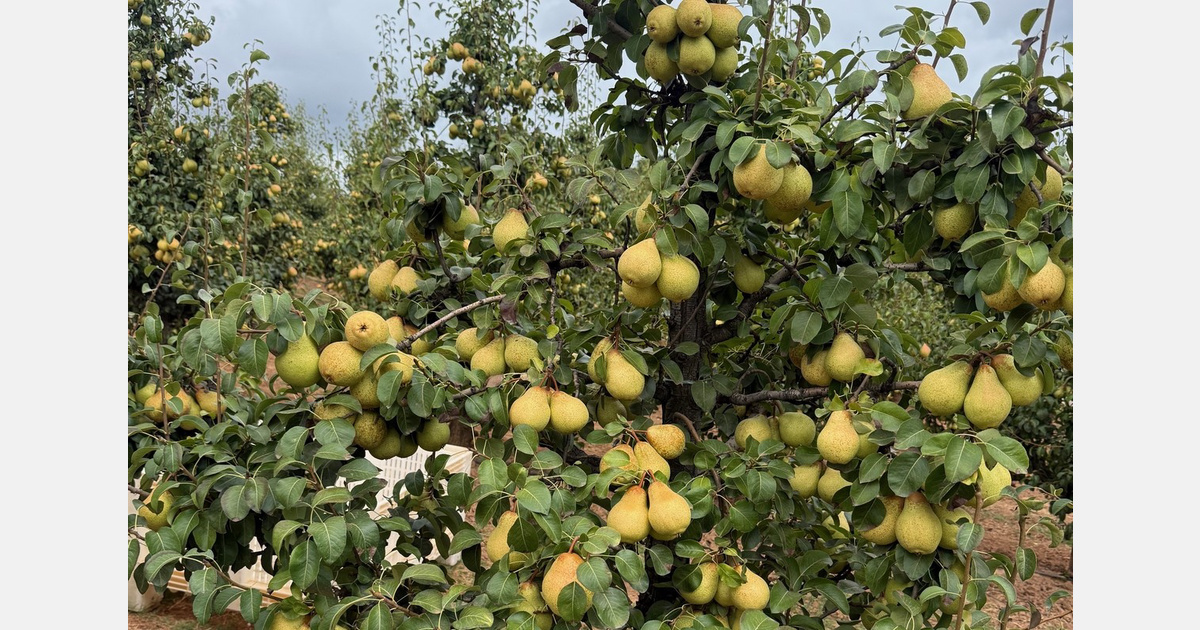 Portuguese pear season starts early with good size and sugar levels